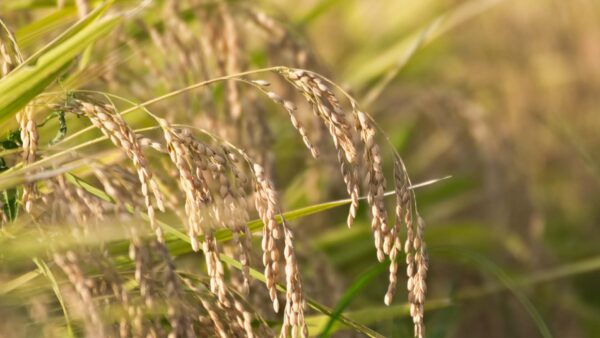 食料自給率50%を目指して、価格高騰の背景と食の未来を考える